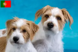 Read more about the article Criadores de Kromfohrländer e cachorros em Portugal