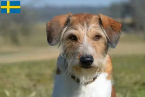 Read more about the article Criadores de Kromfohrländer e cachorros na Suécia
