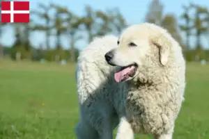 Read more about the article Kuvasz criadores e cachorros na Dinamarca