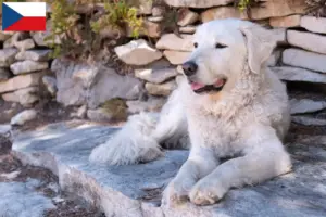 Read more about the article Criadores de Kuvasz e cachorros na República Checa