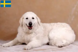 Read more about the article Kuvasz criadores e cachorros na Suécia