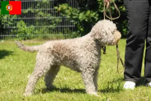Read more about the article Lagotto Romagnolo criadores e cachorros em Portugal