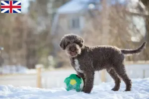 Read more about the article Criadores de Lagotto Romagnolo e cachorros na Grã-Bretanha