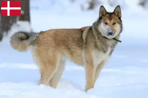 Read more about the article Criadores de Laika e cachorros na Dinamarca