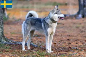 Read more about the article Criadores de Laika e cachorros na Suécia