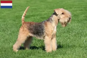 Read more about the article Criadores de Lakeland Terrier e cachorros nos Países Baixos