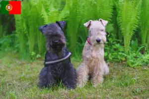 Read more about the article Criadores de Lakeland Terrier e cachorros em Portugal