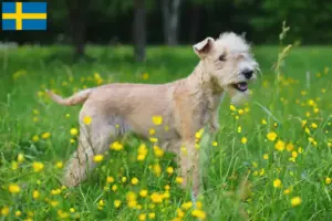 Read more about the article Criadores de Lakeland Terrier e cachorros na Suécia