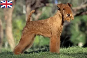 Read more about the article Criadores de Lakeland Terrier e cachorros na Grã-Bretanha