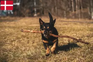Read more about the article Criadores de Lancashire Heeler e cachorros na Dinamarca