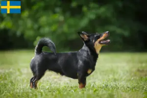 Read more about the article Criadores de Lancashire Heeler e cachorros na Suécia