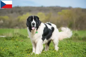 Read more about the article Landseer criadores e cachorros na República Checa