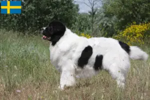 Read more about the article Landseer criadores e cachorros na Suécia