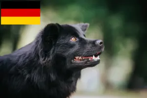 Read more about the article Criadores de Lapphund sueco e cachorros na Alemanha