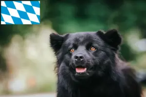 Read more about the article Criadores de Lapphund sueco e cachorros na Baviera