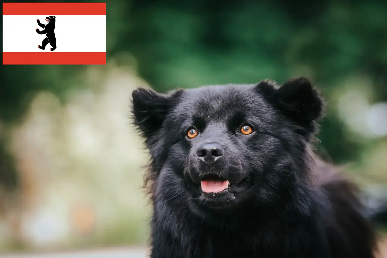Read more about the article Criador de Lapphund sueco e cachorros em Berlim