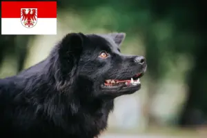 Read more about the article Criadores de Lapphund sueco e cachorros em Brandenburg