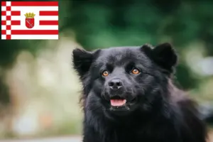 Read more about the article Criador de Lapphund sueco e cachorros em Bremen