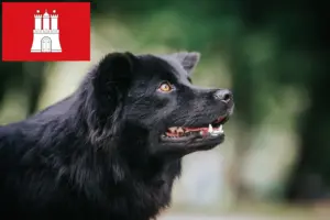 Read more about the article Criador de Lapphund sueco e cachorros em Hamburgo