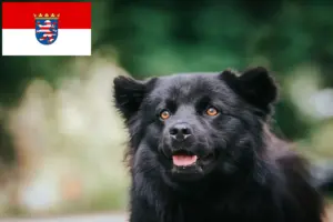 Read more about the article Criadores de Lapphund sueco e cachorros em Hesse