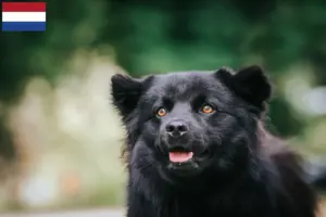 Read more about the article Criadores de Lapphund sueco e cachorros nos Países Baixos