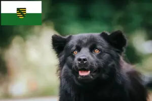 Read more about the article Criadores de Lapphund sueco e cachorros na Saxónia