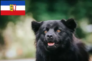 Read more about the article Criadores de Lapphund sueco e cachorros em Schleswig-Holstein
