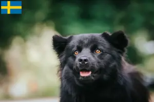Read more about the article Criadores de Lapphund sueco e cachorros na Suécia