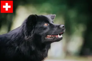 Read more about the article Criadores de Lapphund sueco e cachorros na Suíça