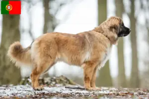 Read more about the article Criadores de Leonberger e cachorros em Portugal
