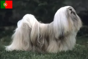 Read more about the article Criadores de Lhasa Apso e cachorros em Portugal