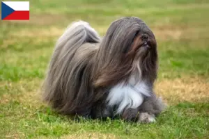 Read more about the article Criadores de Lhasa Apso e cachorros na República Checa