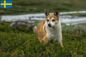 Read more about the article Criadores de Lundehund norueguês e cachorros na Suécia