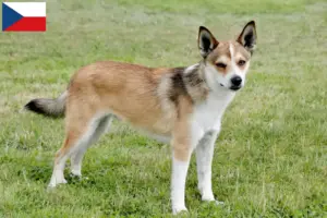 Read more about the article Criadores de Lundehund norueguês e cachorros na República Checa