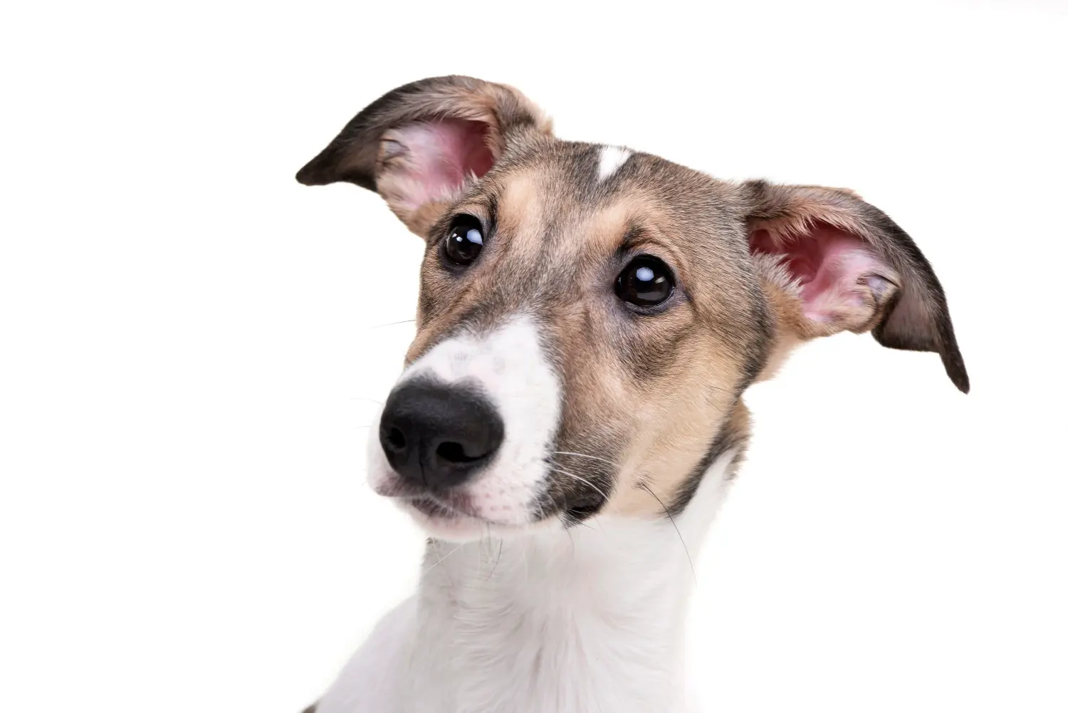 Comprar um cachorro Magyar Agar significa assumir a responsabilidade! Comprar cachorros Magyar Agar.