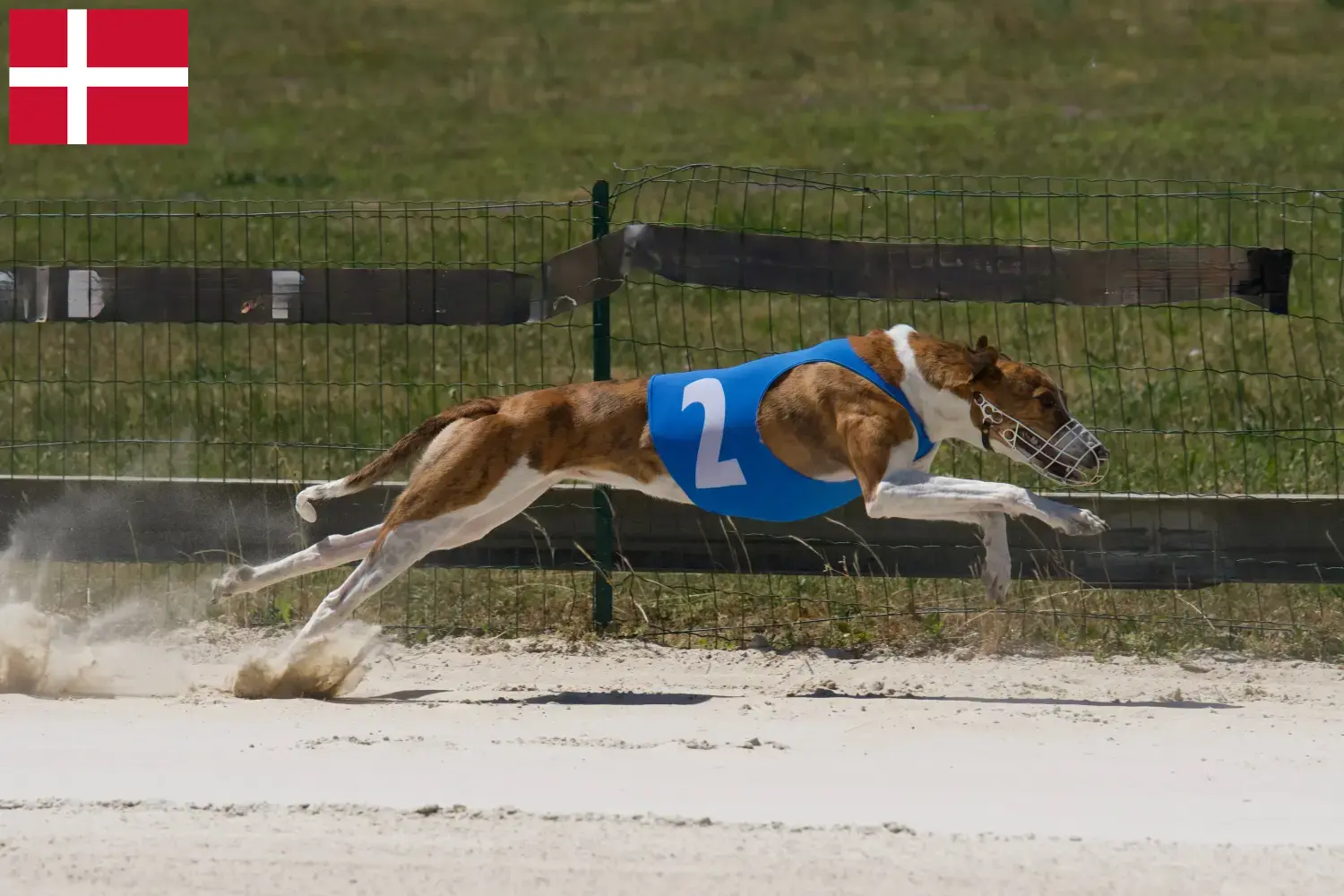 Read more about the article Magyar Agar criadores e cachorros na Dinamarca
