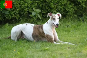 Read more about the article Magyar Agar criadores e cachorros em Portugal