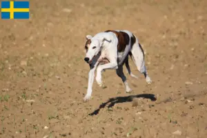 Read more about the article Magyar Agar criadores e cachorros na Suécia