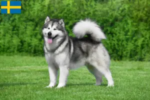 Read more about the article Criadores e cachorros de Malamute do Alasca na Suécia