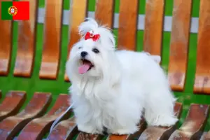 Read more about the article Criadores e cachorros de Maltês em Portugal
