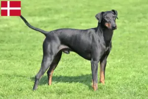 Read more about the article Criadores de Manchester Terrier e cachorros na Dinamarca