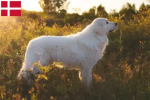 Read more about the article Criadores de Maremma Abruzzi Sheepdog e cachorros na Dinamarca
