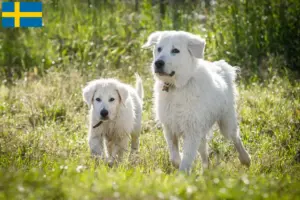 Read more about the article Criadores de Maremma Abruzzi Sheepdog e cachorros na Suécia
