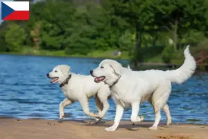 Read more about the article Criadores e cachorros de Maremma Abruzzo Sheepdog na República Checa