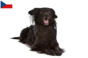 Read more about the article Markiesje criadores e cachorros na República Checa