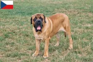 Read more about the article Criadores de Mastiff e cachorros na República Checa