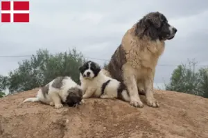 Read more about the article Mastín del Pirineo criadores e cachorros na Dinamarca