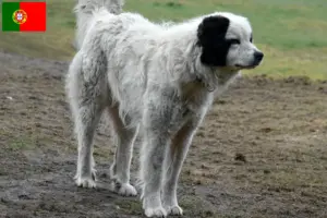 Read more about the article Mastín del Pirineo criadores e cachorros em Portugal