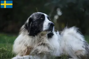 Read more about the article Criadores de Mastín del Pirineo e cachorros na Suécia