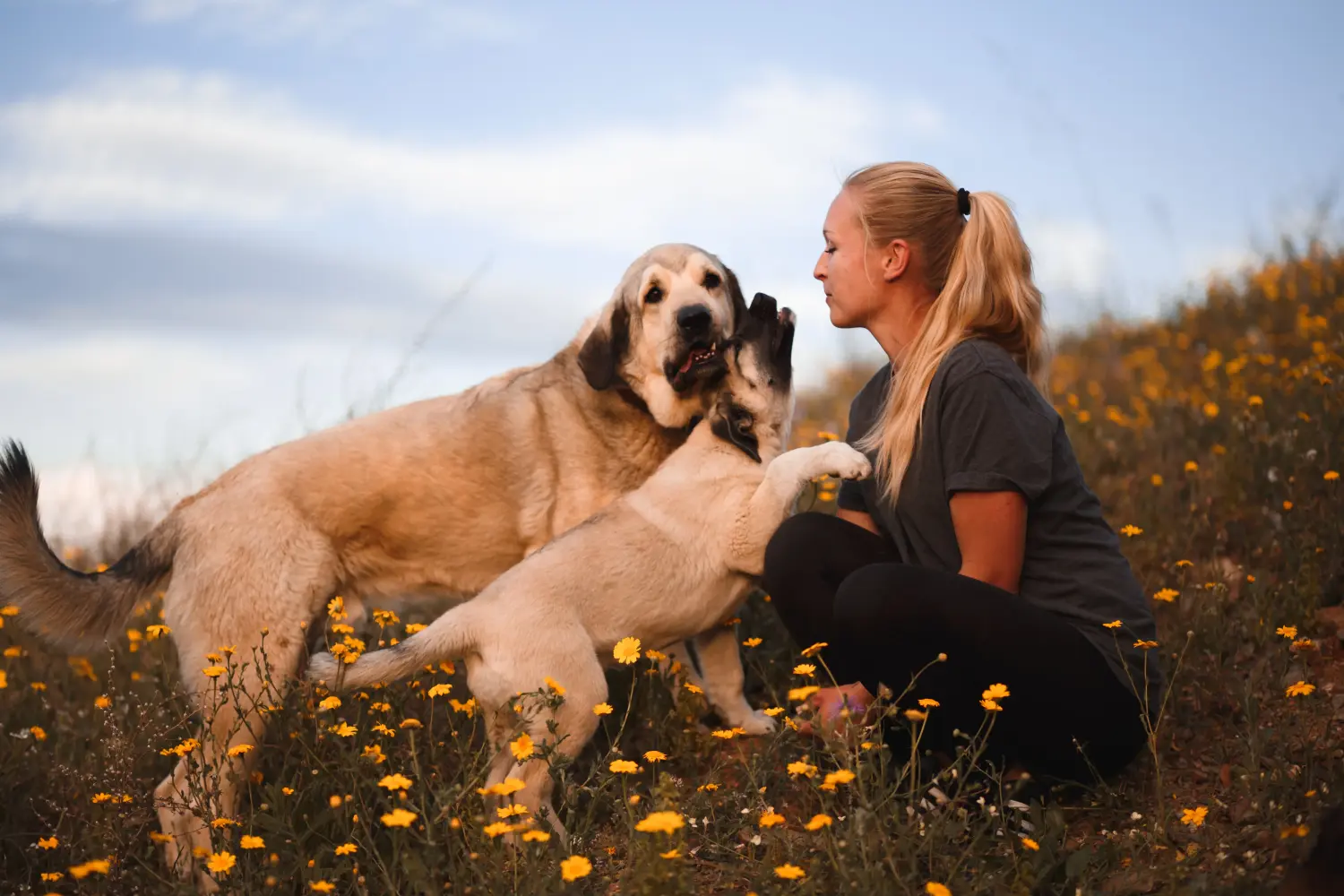 Comprar um cachorro Mastín Español significa assumir a responsabilidade! Comprar cachorros Mastín Español.